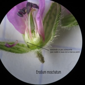 Photographie n°744533 du taxon Erodium moschatum (L.) L'Hér.