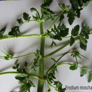 Photographie n°744535 du taxon Erodium moschatum (L.) L'Hér.
