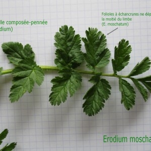Photographie n°744536 du taxon Erodium moschatum (L.) L'Hér.