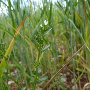 Photographie n°744561 du taxon Lithospermum arvense L. [1753]