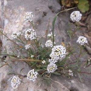 Photographie n°744584 du taxon Lobularia maritima subsp. maritima 