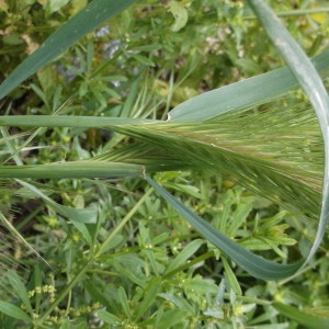 Photographie n°744585 du taxon Hordeum murinum L. [1753]