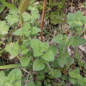 Photographie n°744593 du taxon Calamintha nepeta subsp. sylvatica (Bromf.) R.Morales [1997]