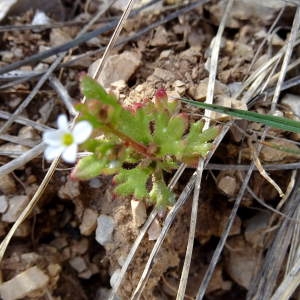 Photographie n°744631 du taxon Saxifraga tridactylites L.