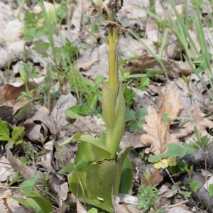 Photographie n°744768 du taxon Himantoglossum robertianum (Loisel.) P.Delforge [1999]