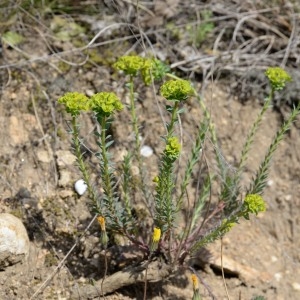 Photographie n°744776 du taxon Euphorbia seguieriana Neck. [1770]