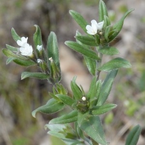 Photographie n°744782 du taxon Buglossoides arvensis (L.) I.M.Johnst. [1954]