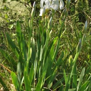 Photographie n°745033 du taxon Iris albicans Lange [1860]