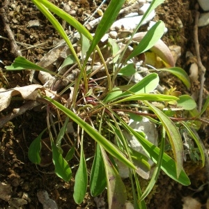 Photographie n°745082 du taxon Bupleurum falcatum L.