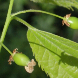 Photographie n°745182 du taxon Celtis australis L. [1753]