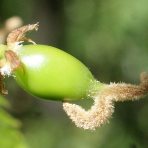 Photographie n°745184 du taxon Celtis australis L. [1753]