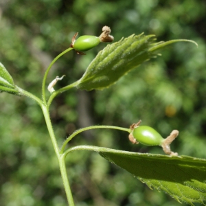 Photographie n°745185 du taxon Celtis australis L. [1753]