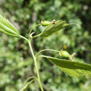 Photographie n°745186 du taxon Celtis australis L. [1753]