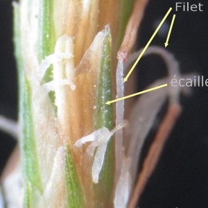 Photographie n°745285 du taxon Carex sylvatica Huds.