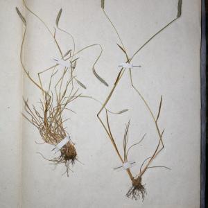 Photographie n°745365 du taxon Alopecurus bulbosus Gouan [1762]