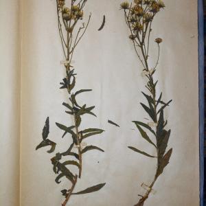  - Hieracium tridentatum Fr. [1819]