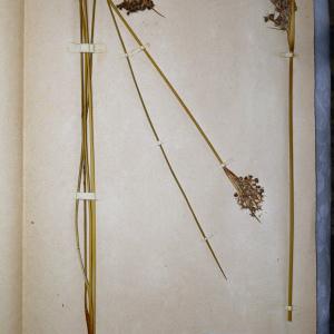 Photographie n°745566 du taxon Juncus acutus sensu Thuill. [1799]
