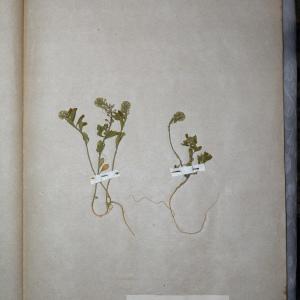 Photographie n°745622 du taxon Alyssum campestre (L.) L. [1759]