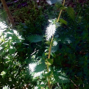 Photographie n°745717 du taxon Urtica dioica L. [1753]