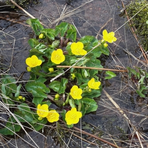 Photographie n°745754 du taxon Caltha palustris L. [1753]