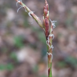 Photographie n°745838 du taxon Carex digitata L. [1753]