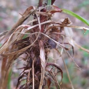 Photographie n°745840 du taxon Carex digitata L. [1753]