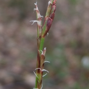 Photographie n°745842 du taxon Carex digitata L. [1753]