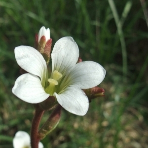 Photographie n°745878 du taxon Saxifraga granulata L. [1753]