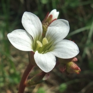 Photographie n°745881 du taxon Saxifraga granulata L. [1753]