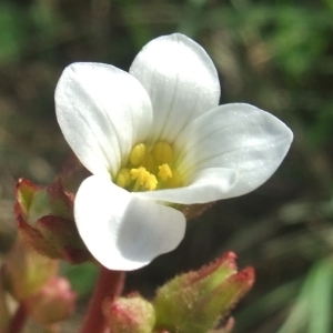 Photographie n°745882 du taxon Saxifraga granulata L. [1753]