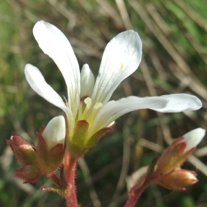 Photographie n°745884 du taxon Saxifraga granulata L. [1753]