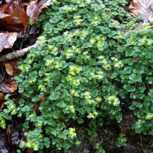 Photographie n°745898 du taxon Chrysosplenium oppositifolium L. [1753]