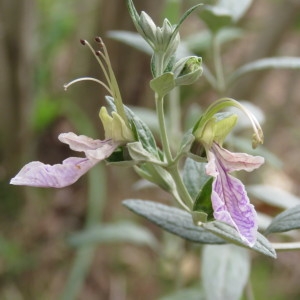 Photographie n°746016 du taxon Teucrium fruticans L. [1753]