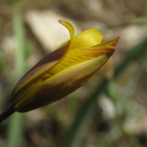 Photographie n°746087 du taxon Tulipa sylvestris subsp. australis (Link) Pamp. [1914]