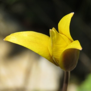 Photographie n°746088 du taxon Tulipa sylvestris subsp. australis (Link) Pamp. [1914]