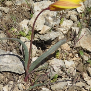 Photographie n°746089 du taxon Tulipa sylvestris subsp. australis (Link) Pamp. [1914]