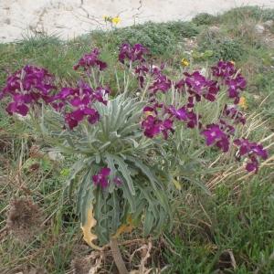 Photographie n°746116 du taxon Matthiola incana (L.) R.Br. [1812]