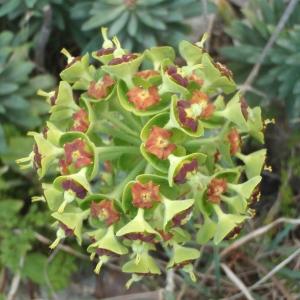 Photographie n°746126 du taxon Euphorbia characias L. [1753]