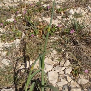 Photographie n°746127 du taxon Allium commutatum Guss. [1855]