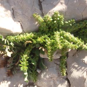 Photographie n°746135 du taxon Valantia muralis L. [1753]