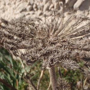 Photographie n°746138 du taxon Daucus carota subsp. gummifer (Syme) Hook.f. [1884]