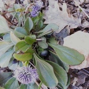 Photographie n°746258 du taxon Globularia vulgaris L. [1753]