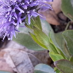 Photographie n°746260 du taxon Globularia vulgaris L. [1753]