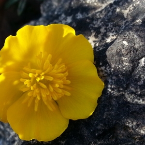 Photographie n°746302 du taxon Ranunculus gramineus L. [1753]