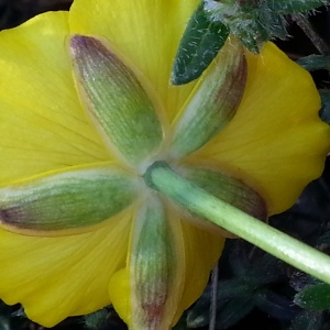 Photographie n°746305 du taxon Ranunculus gramineus L. [1753]