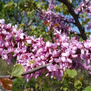 Photographie n°746320 du taxon Cercis siliquastrum L. [1753]