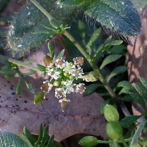 Photographie n°746385 du taxon Hornungia petraea (L.) Rchb. [1838]