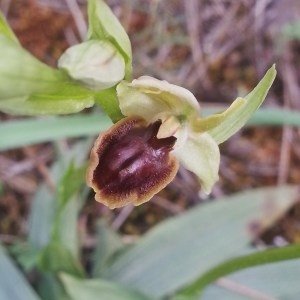 Photographie n°746393 du taxon Ophrys virescens Philippe [1859]