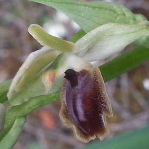 Photographie n°746396 du taxon Ophrys virescens Philippe [1859]