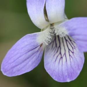 Photographie n°746446 du taxon Viola lactea Sm. [1798]